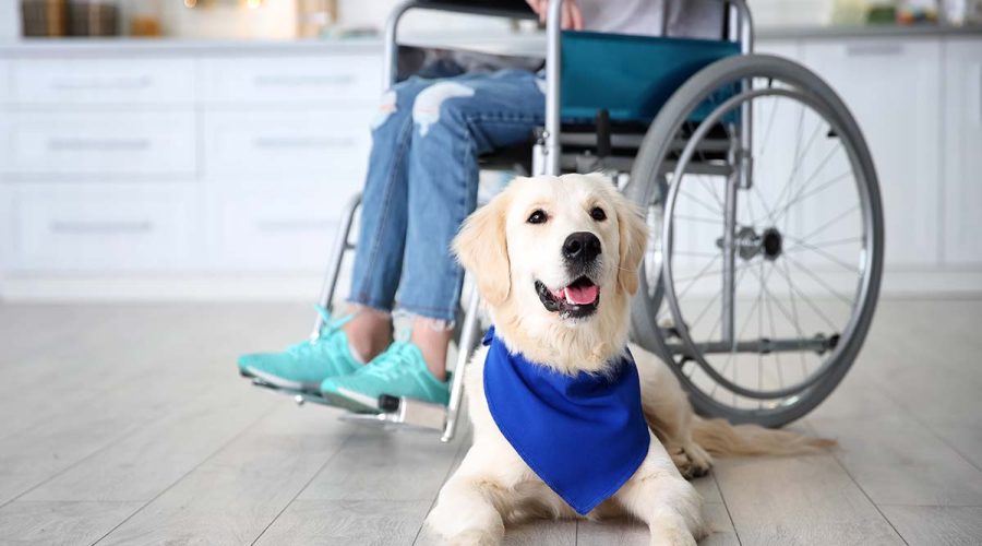 Service Dog