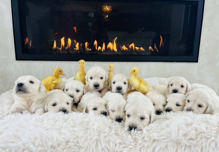 3e37455c-ea02-4b83-a986-a4f37c5bd156