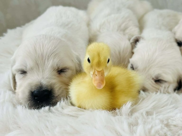 a9bed912-668e-4012-bb91-73ef5f53c280