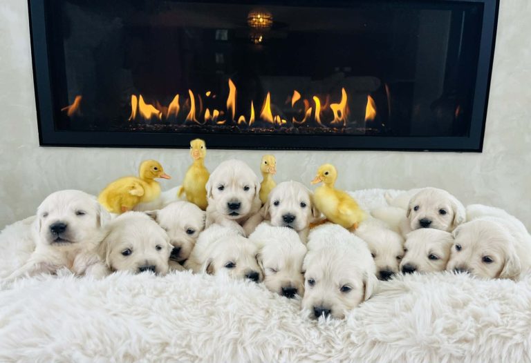 ac44a47a-d5ab-4d38-949e-b0803ace0652